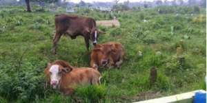 Benarkah Hewan Bisa Mendengar Siksa Kubur?