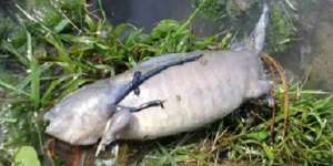 Geger Penemuan Ikan `Berkaki`