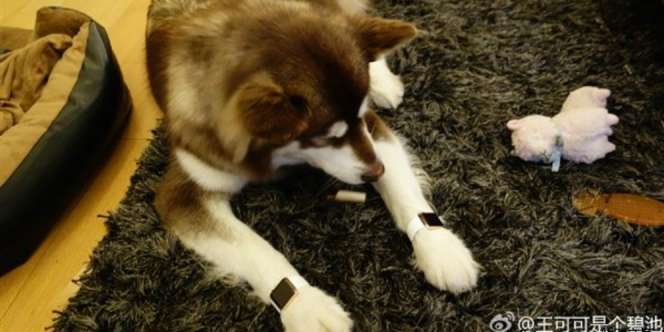 Apple Watch Dipakai Anjing, Anak Miliarder Diamuk