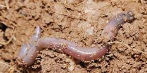 Warga Yogya Heboh Fenomena `Cacing Lemas` Pertanda Gempa