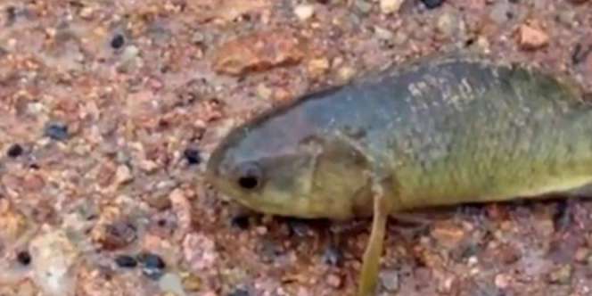 Geger Ikan Aneh, Hidup di Darat Selama Enam Hari