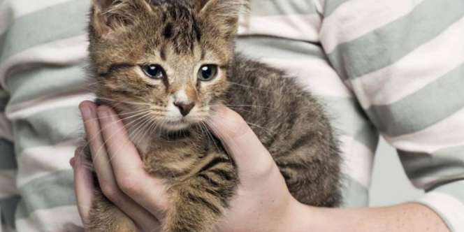 Ilmuwan: Pelihara Kucing Membuat Anak-anak Jadi Bodoh
