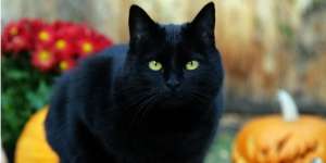 Benarkah Kucing Hitam Pembawa Sial?