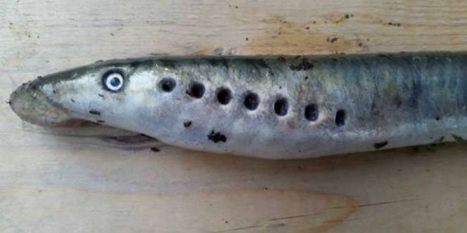 Misteri 'Belut' Berjatuhan dari Langit Terkuak 