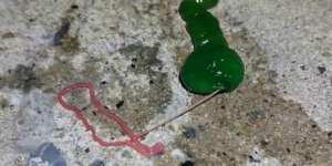 Kemunculan Cacing Hijau Misterius Bikin Heboh Jagat Maya