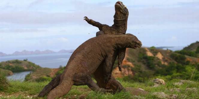Pertarungan Dua Komodo Betot Perhatian Dunia