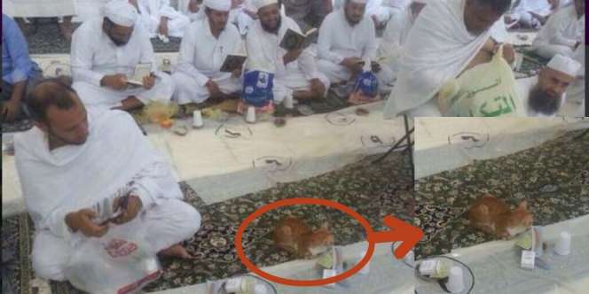 Heboh! Kucing Bersabar Tunggu Buka Puasa di Masjidil Haram