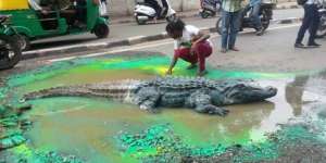 Geger Buaya Muncul dari Jalan Berlubang
