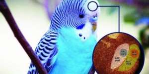 Ini Sebabnya Burung Beo Bisa Meniru Suara Manusia