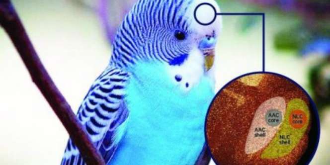 Ini Sebabnya Burung Beo Bisa Meniru Suara Manusia