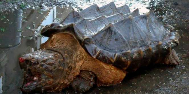 Geger Kemunculan Kura-kura Menyeramkan Mirip Dinosaurus 