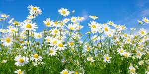 Manfaat Chamomile Bagi Wajah