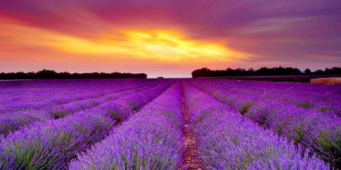 Atasi Kulit Terbakar Matahari dengan Lavender