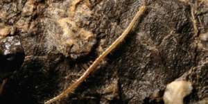 Hades, Lipan dari Neraka