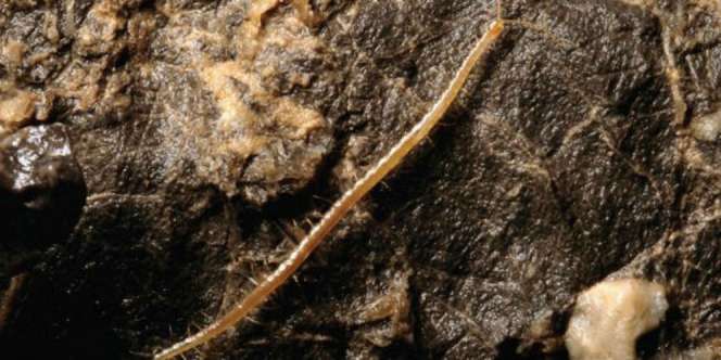 Hades, Lipan dari Neraka