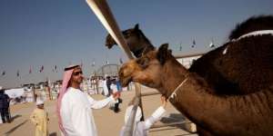 Di Negara Ini, Unta Punya Prioritas Istimewa