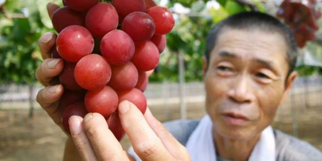 Anggur Termahal, Sebutirnya Rp 4,2 Juta