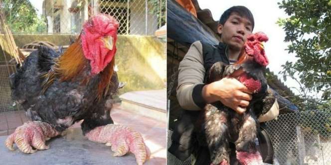 Geger Ayam `Berkaki Naga` di Vietnam