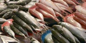 Hukum Memakan Bangkai Ikan