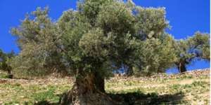 Pohon Ghargad Pelindung Yahudi di Akhir Zaman?