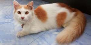 Kedatangan Kucing Ingatkan Kita untuk Selalu Berbagi?
