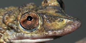 Katak dari Neraka, Satu Gram Bisanya Mampu Bunuh 80 Manusia