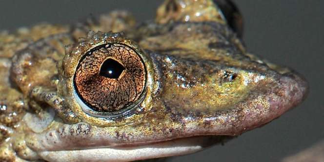 Katak dari Neraka, Satu Gram Bisanya Mampu Bunuh 80 Manusia
