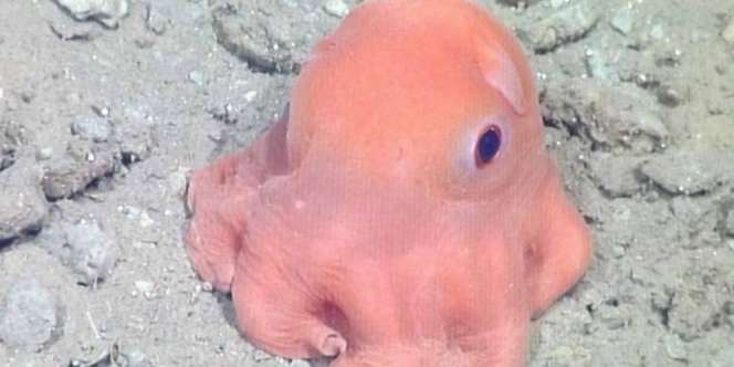 Ilmuwan Sebut Gurita Sebenarnya Alien