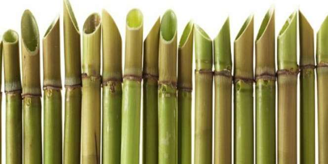 Bambu Runcing, Senjata Ampuh Pejuang Indonesia 