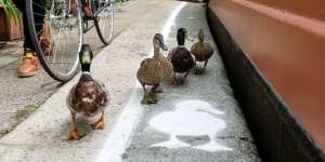 Kocak, Kota Ini Punya Jalur Khusus Bebek