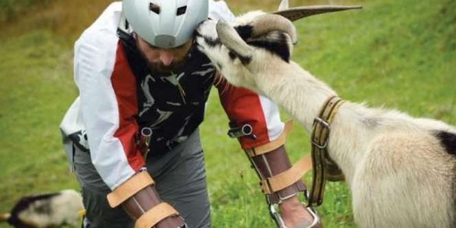 Aneh, Pria Ini Berjuang Keras Wujudkan Mimpinya Jadi 'Kambing'