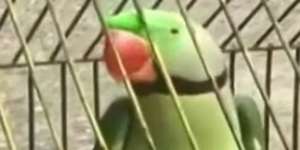 Memaki Seorang Nenek, Burung Beo Ditahan Polisi