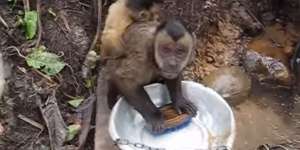Monyet Mendadak Terkenal Karena Mahir Cuci Piring