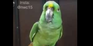 Burung Bisa Mengucapkan Kalimat Tahlil