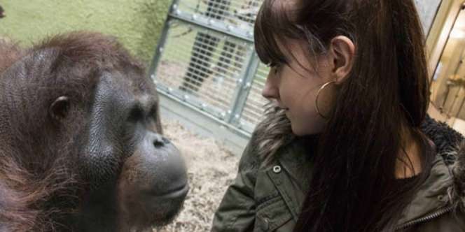 Pria Ini Terbakar Cemburu Lihat Pacar Dirayu Orang Utan