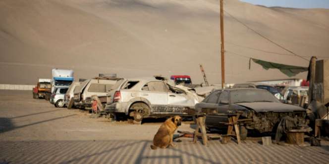 Miris, Bayi 2 Tahun `Disuapi` Anjing