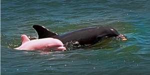 Lumba-lumba Berwarna Pink Muncul di Sungai Lousiana