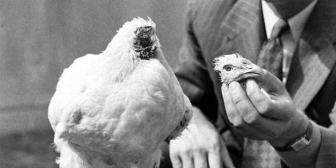 Ayam Tanpa Kepala, Bisa Bertahan Hidup Hingga 18 Bulan