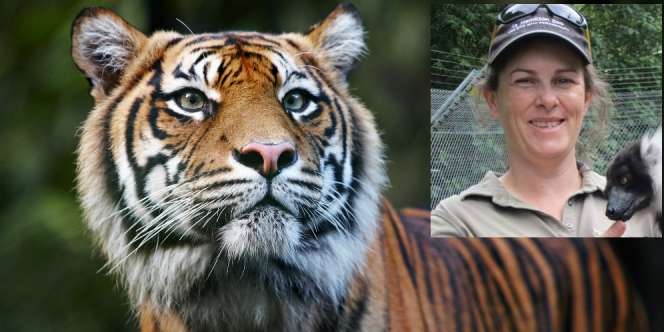 Pawang Kebun Binatang Tewas Dimangsa Harimau Sumatera 