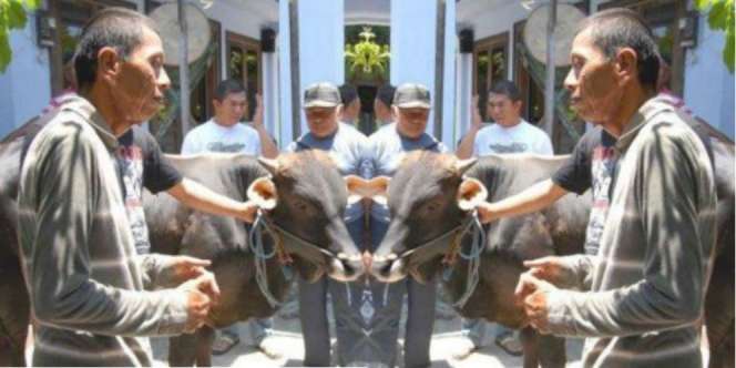 Menabung 5 Tahun, Tukang Becak Akhirnya Bisa Berkurban Sapi