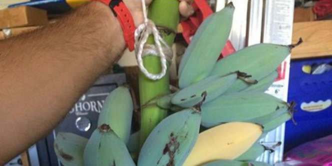 Pisang Ajaib, Rasanya Mirip Es Krim Vanila