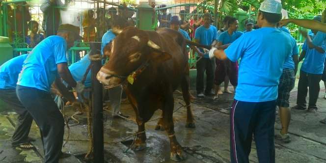 Cerita Unik Penjagal Kewalahan Sembelih Sapi Limosin