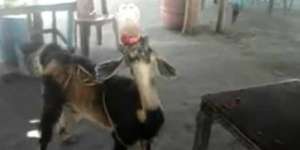 Grogi Saat Mau Disembelih, Kambing Ini Jadi Doyan Soft Drink