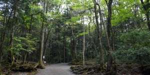 Aokigahara: Misteri 'Hutan Harakiri' di Jepang