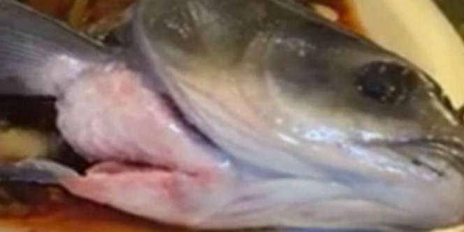 Video: Sudah Dimasak, Ikan `Zombie` Masih Bergerak
