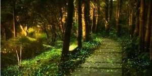 Taman `Firefly`, Rumah Bagi 10.000 Kunang-Kunang