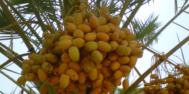 Ini Buah-buahan Surga yang Ada di Dunia