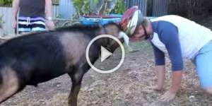 Video Manusia VS Kambing Heboh di Media Sosial