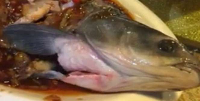 4 Kejadian Ikan dan Daging Hidup Lagi Saat Disantap