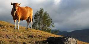 Keindahan Alam NTT Saingi Texas